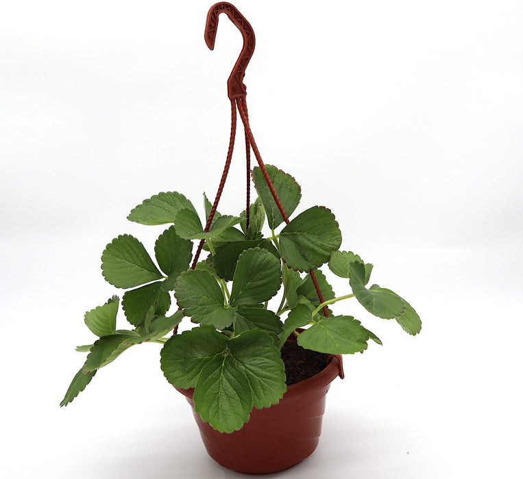 Strawberry Hanging Plant Greensouq