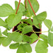 Strawberry Hanging Plant "Fragaria ananassa" Organic Greensouq