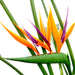 Strelitzia reginae Greensouq