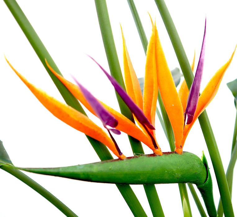 Strelitzia reginae Greensouq