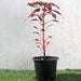 Red Amaranth Greensouq