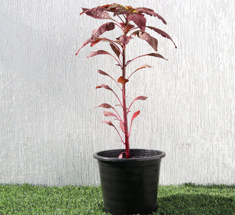 Red Amaranth Greensouq