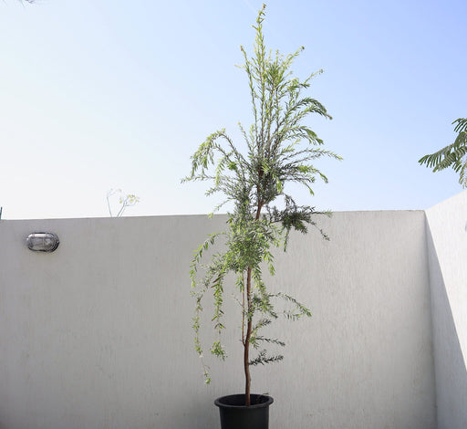 Callistemon viminalis Greensouq
