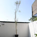 Parkinsonia Greensouq