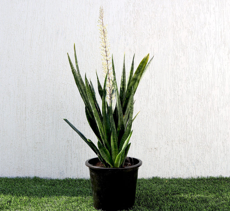 Sansevieria Green Zeylanica Greensouq