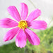 Cosmos Flowering Plant Greensouq