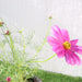 Cosmos Flowering Plant Greensouq
