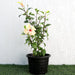 Hibiscus Rosa Sinensis "Cream" Greensouq