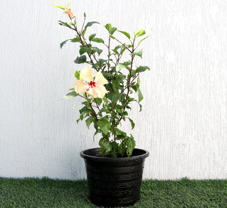 Hibiscus Rosa Sinensis "Cream" Greensouq