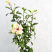 Hibiscus Rosa Sinensis "Cream" Greensouq
