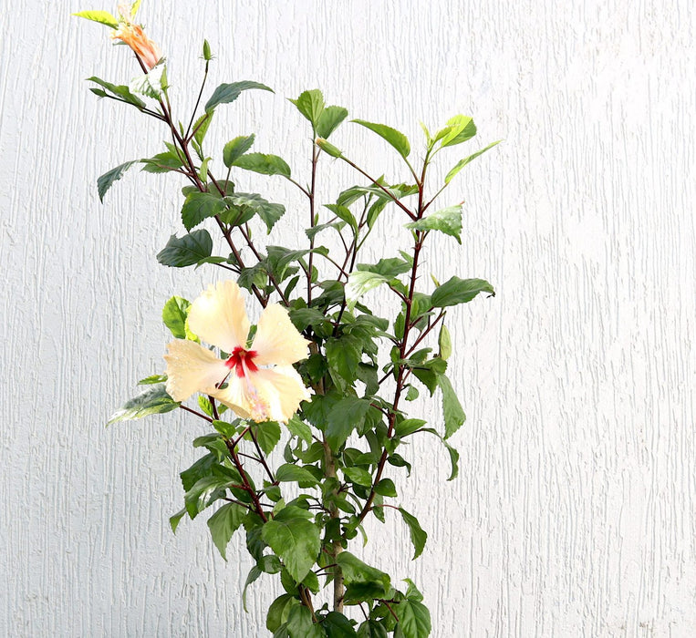 Hibiscus Rosa Sinensis "Cream" Greensouq