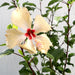 Hibiscus Rosa Sinensis "Cream" Greensouq