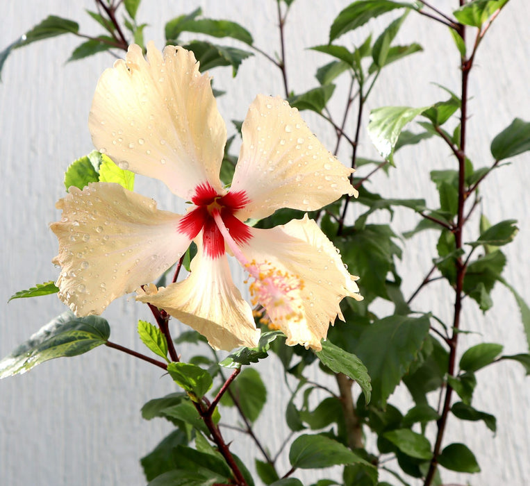 Hibiscus Rosa Sinensis "Cream" Greensouq