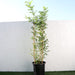 Murraya paniculata Greensouq