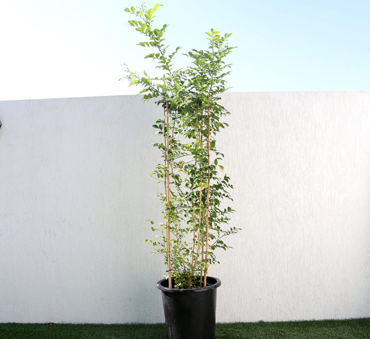 Murraya paniculata Greensouq