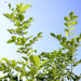 Murraya paniculata Greensouq
