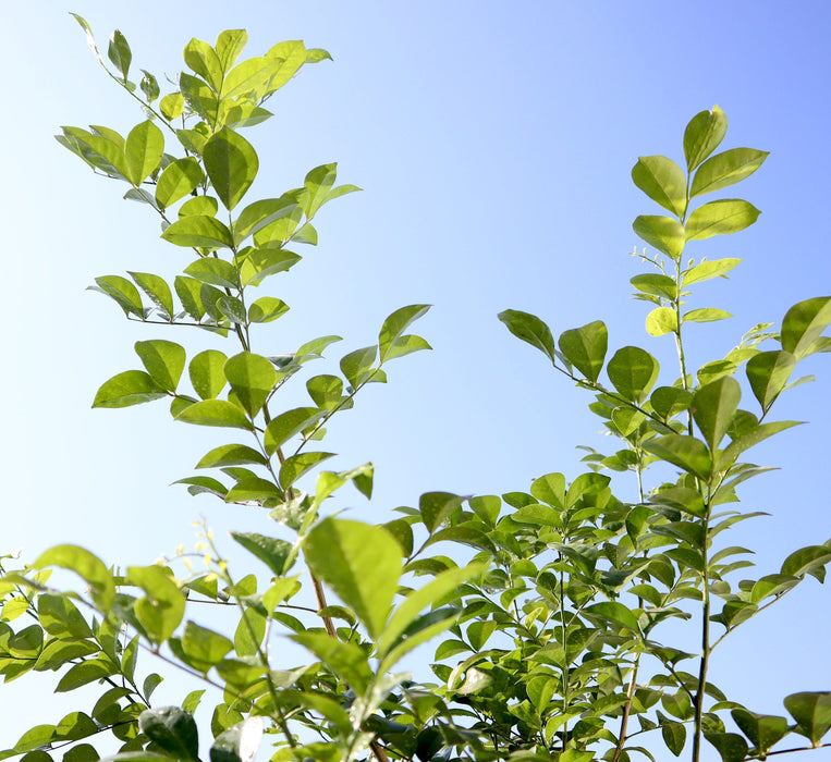 Murraya paniculata Greensouq