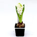 Hyacinth Bulb 1pp Greensouq