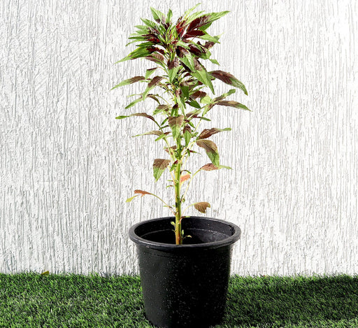 Amaranthus Tricolor Greensouq