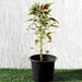 Amaranthus Tricolor Greensouq