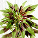Amaranthus Tricolor Greensouq