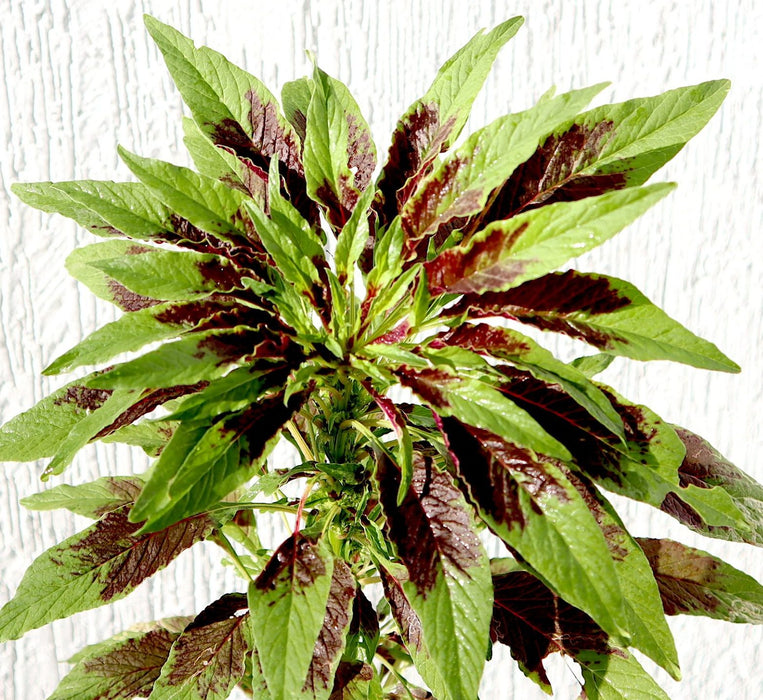 Amaranthus Tricolor Greensouq