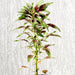 Amaranthus Tricolor Greensouq