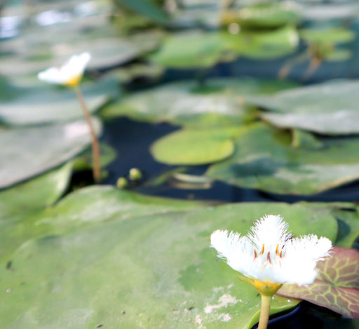 Hardy Nymphaea "Wanvisa" Greensouq