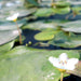 Hardy Nymphaea "Wanvisa" Greensouq