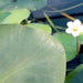 Hardy Nymphaea "Wanvisa" Greensouq