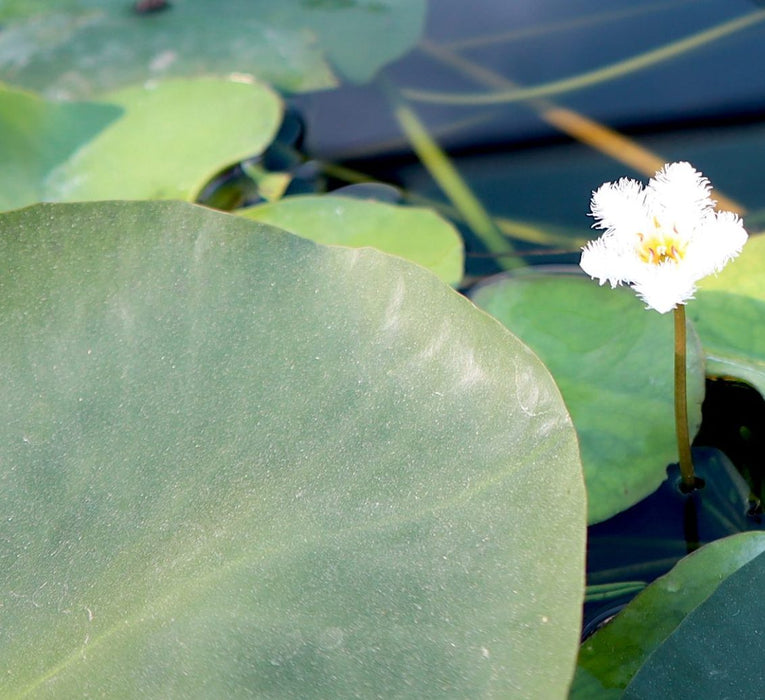 Hardy Nymphaea "Wanvisa" Greensouq