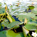 Hardy Nymphaea "Wanvisa" Greensouq