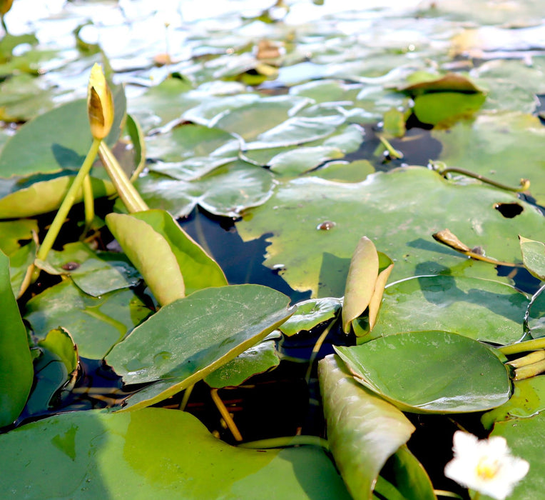 Hardy Nymphaea "Wanvisa" Greensouq