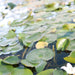 Hardy Nymphaea "Wanvisa" Greensouq
