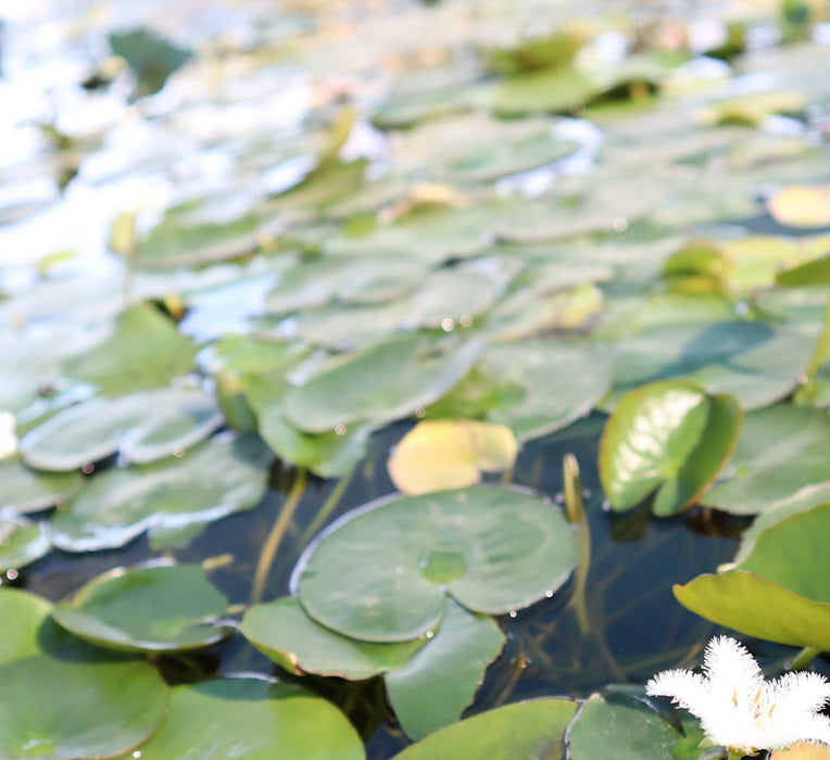 Hardy Nymphaea "Wanvisa" Greensouq