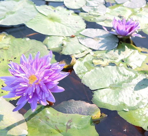 Water Lily Nymphaea "King of Siam" Greensouq