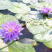 Water Lily Nymphaea "King of Siam" Greensouq