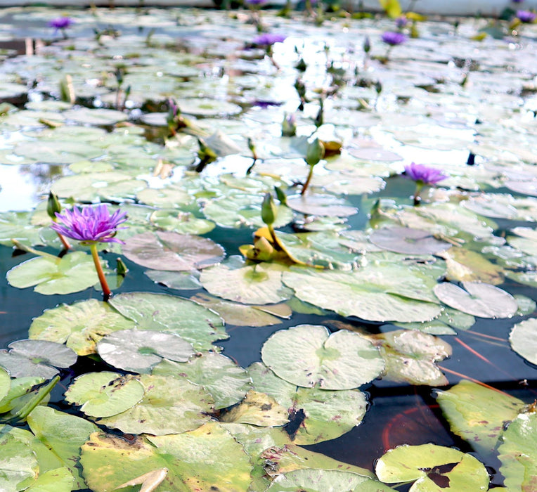Water Lily Nymphaea "King of Siam" Greensouq