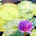 Water Lily Nymphaea "King of Siam" Greensouq