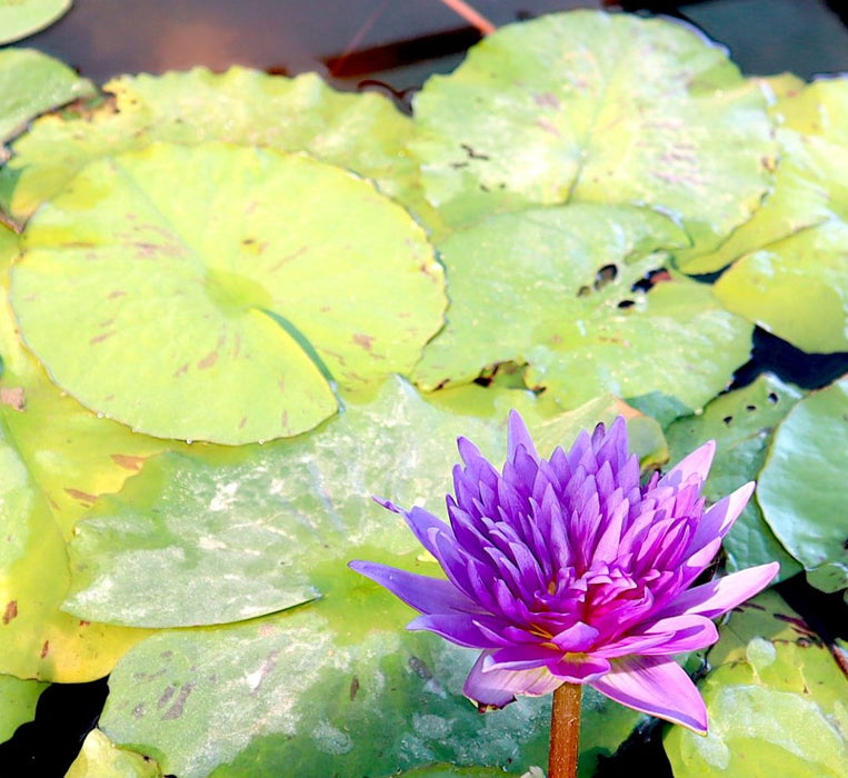 Water Lily Nymphaea "King of Siam" Greensouq