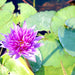 Water Lily Nymphaea "King of Siam" Greensouq