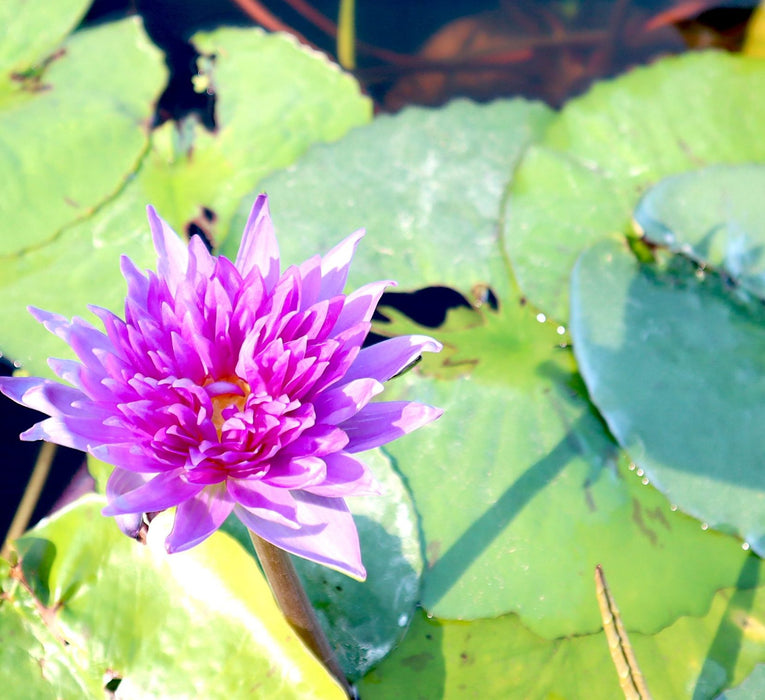 Water Lily Nymphaea "King of Siam" Greensouq