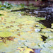 Nymphaea mexicana Greensouq