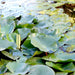 Nymphaea mexicana Greensouq