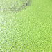 Live Floating Duckweeds Greensouq