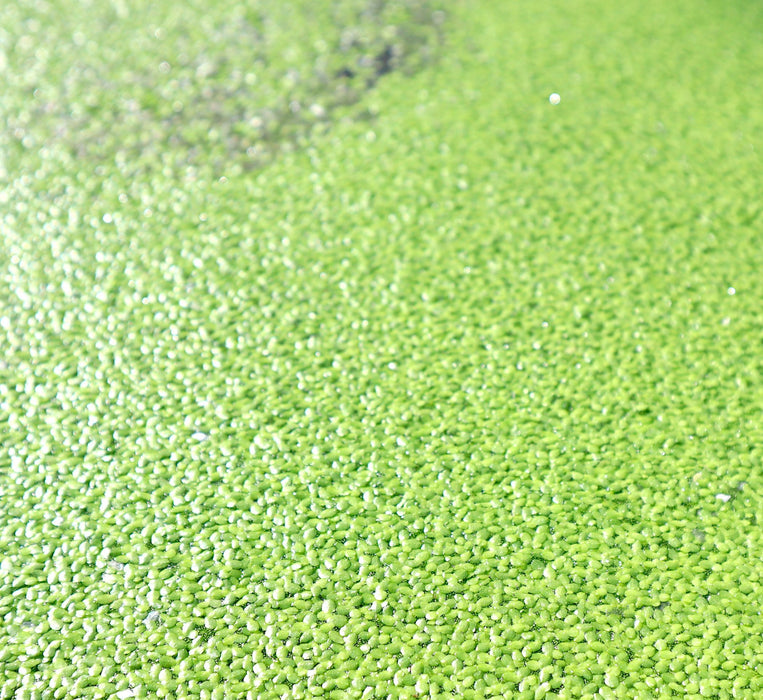 Live Floating Duckweeds Greensouq