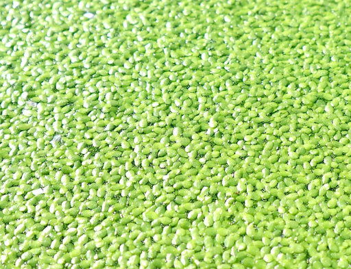 Live Floating Duckweeds Greensouq