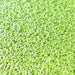 Live Floating Duckweeds Greensouq