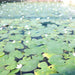 Water Snowflake Greensouq