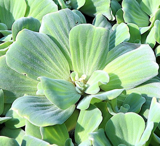 Water lettuce Greensouq